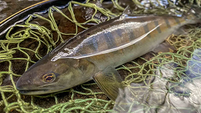 IGNITION 3 宮崎北浦 高水温下の寒グレ【前編】